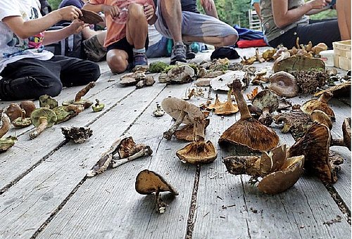 Viele verschiedene Pilzarten liegen verstreut auf einem Holzfußboden und sollen bestimmt werden.